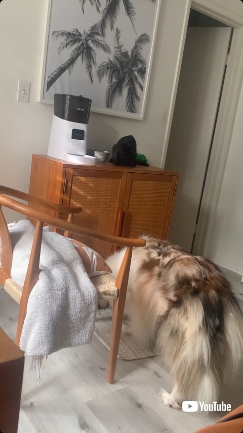 食事をシェアする猫