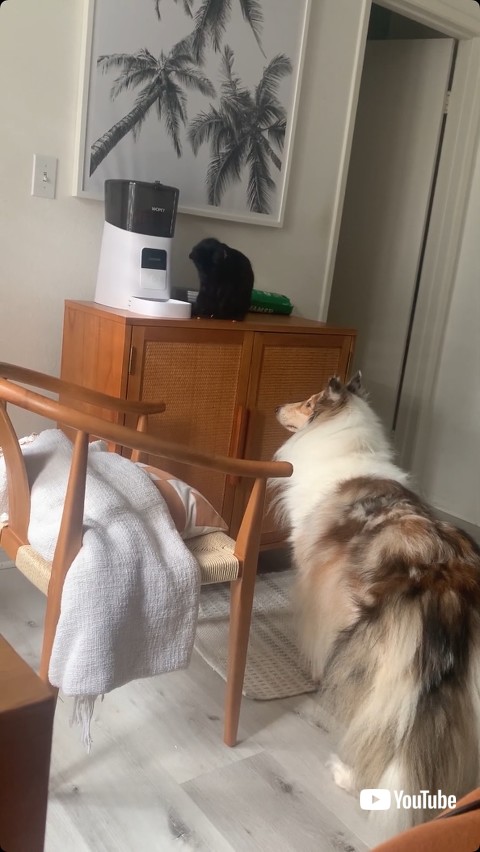 皿からフードを取り出す猫