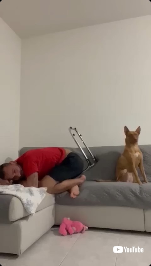 ソファでくつろぐ犬と彼氏