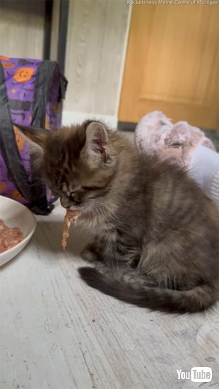 寝落ちする子ネコ