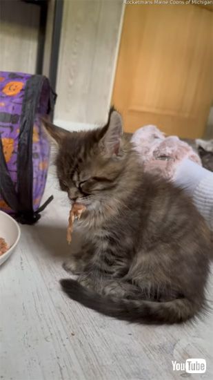 起きそうで起きない子ネコ