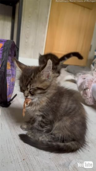 騒がしくても起きない子ネコ