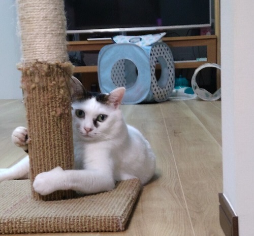 ペット手帳 ベストショット