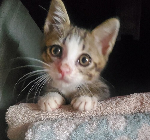 ペット手帳 ベストショット