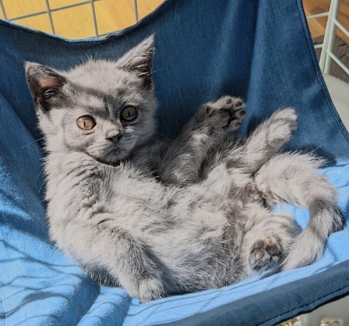 ペット手帳 ベストショット