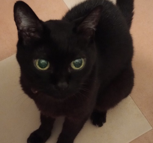 ペット手帳 ベストショット