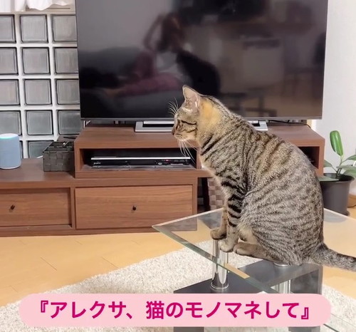 ホームベーカリーと猫