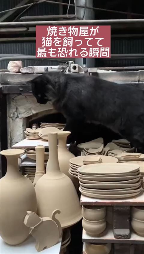 焼き物の上にいる猫