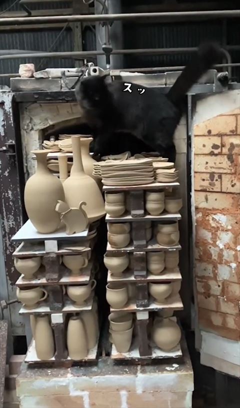 スッテロップと猫