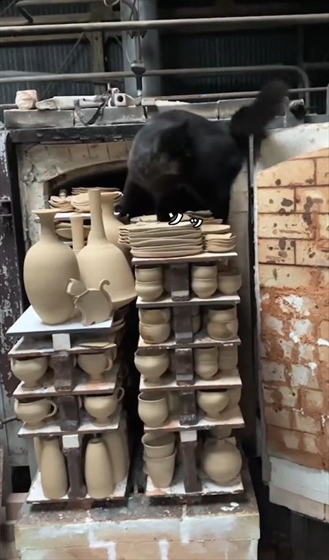 ソッテロップと猫