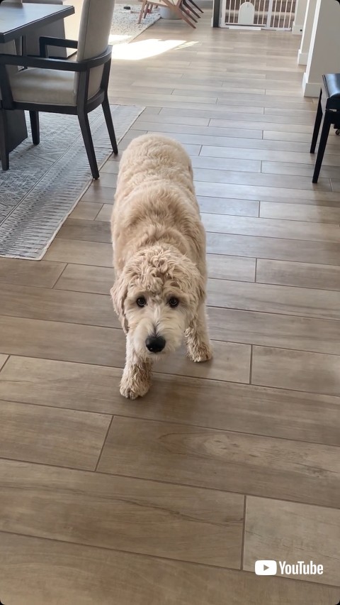 忍び足で近づく犬