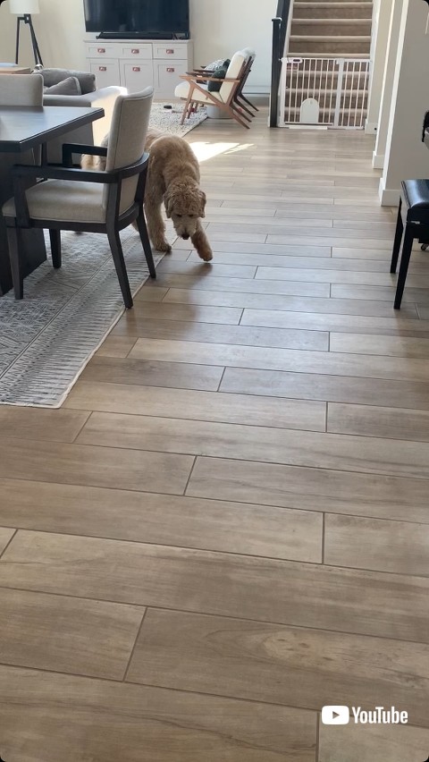 遠くから近づく犬