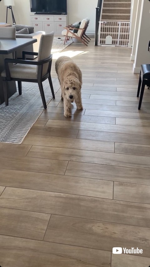 飼い主を確認する犬