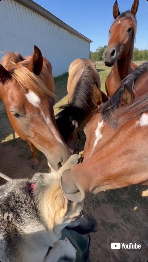 鼻を近付ける犬