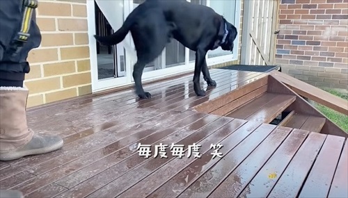 ハーネスを嫌がる愛犬