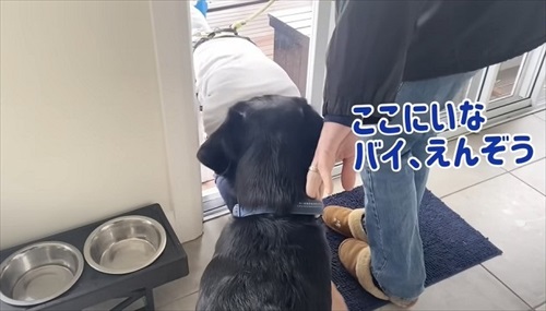 ハーネスを嫌がる愛犬