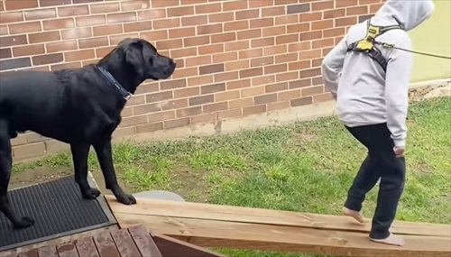 ハーネスを嫌がる愛犬