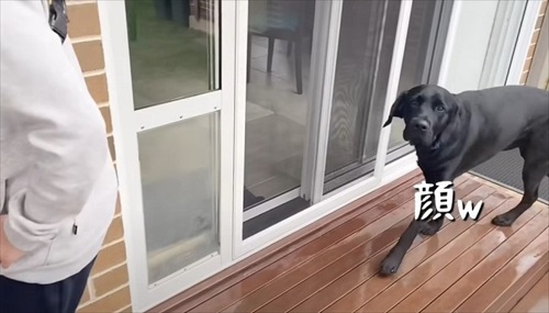 ハーネスを嫌がる愛犬