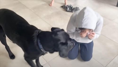 ハーネスを嫌がる愛犬