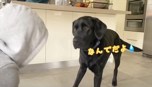 ハーネスを嫌がる愛犬