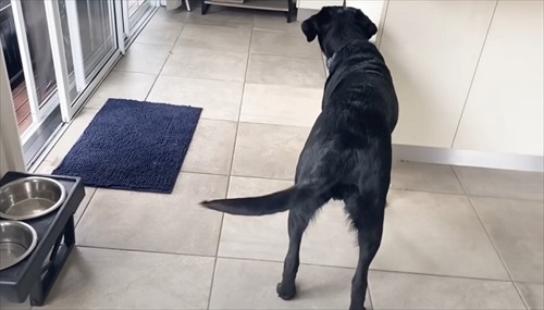 ハーネスを嫌がる愛犬