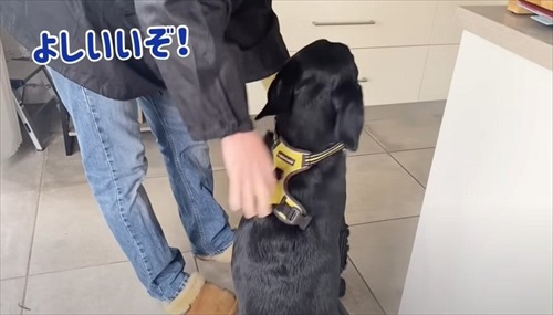 ハーネスを嫌がる愛犬