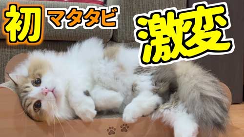 初めて マタタビ 猫 激変 効き目 効果 変化