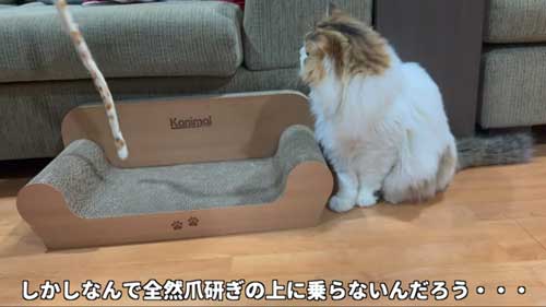 初めて マタタビ 猫 激変 効き目 効果 変化