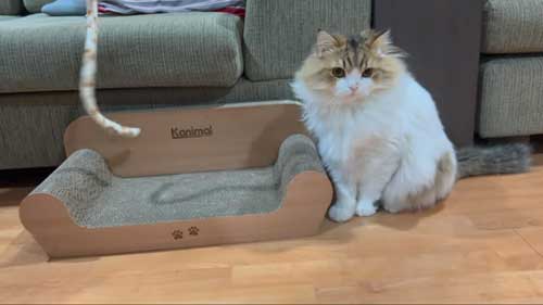 初めて マタタビ 猫 激変 効き目 効果 変化