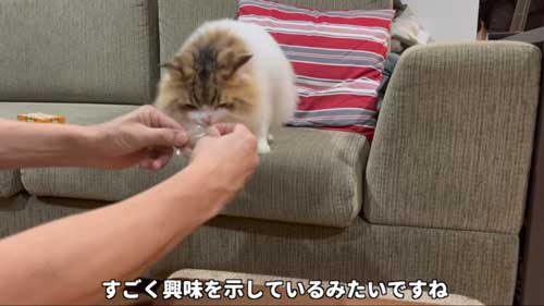 初めて マタタビ 猫 激変 効き目 効果 変化