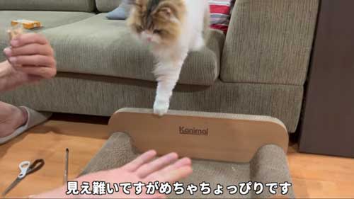 初めて マタタビ 猫 激変 効き目 効果 変化