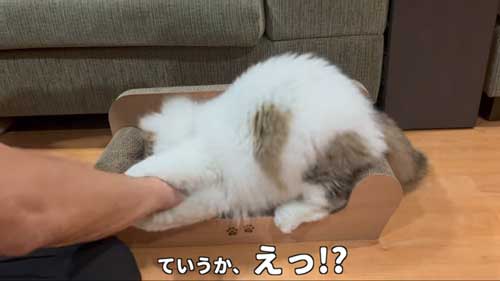 初めて マタタビ 猫 激変 効き目 効果 変化