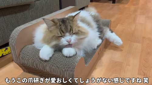 初めて マタタビ 猫 激変 効き目 効果 変化