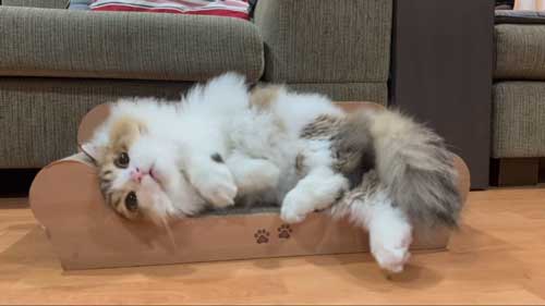 初めて マタタビ 猫 激変 効き目 効果 変化