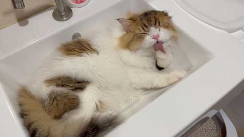 初めて マタタビ 猫 激変 効き目 効果 変化