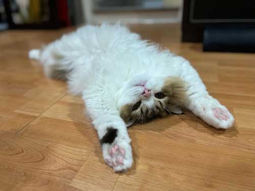 初めて マタタビ 猫 激変 効き目 効果 変化