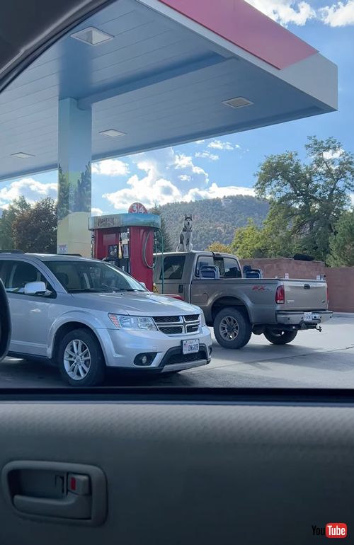 トラックの上のハスキーを見つめるハスキー