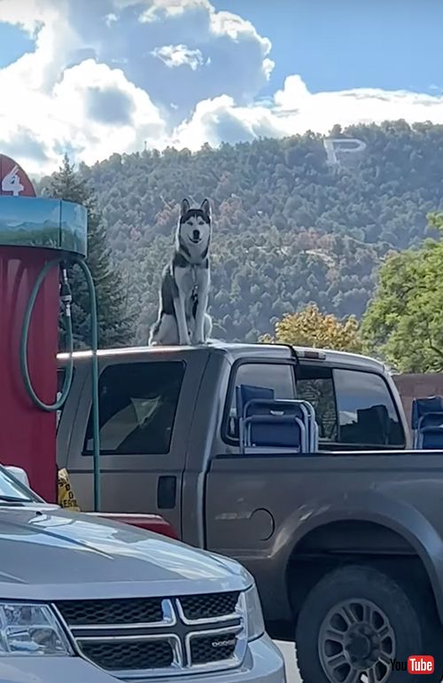 トラックの上のハスキーを見つめるハスキー