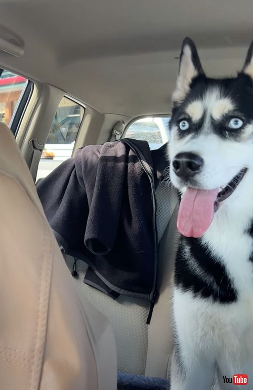 トラックの上のハスキーを見つめるハスキー