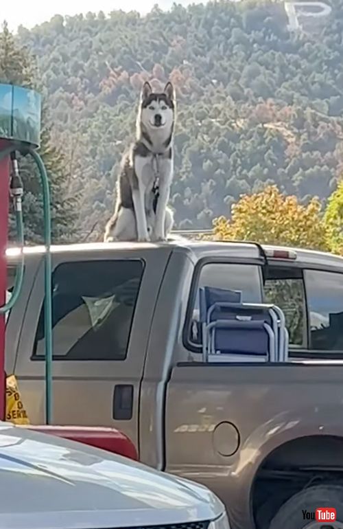 トラックの上のハスキーを見つめるハスキー
