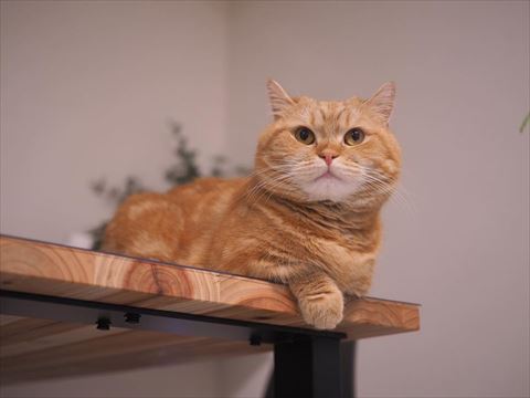 テーブルの上にいる猫ちゃん