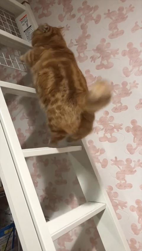 下段から飛ぶ瞬間