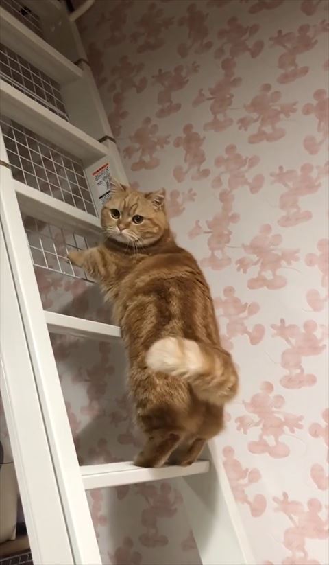 こっちをみる猫ちゃん