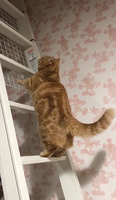 上を見る猫ちゃん