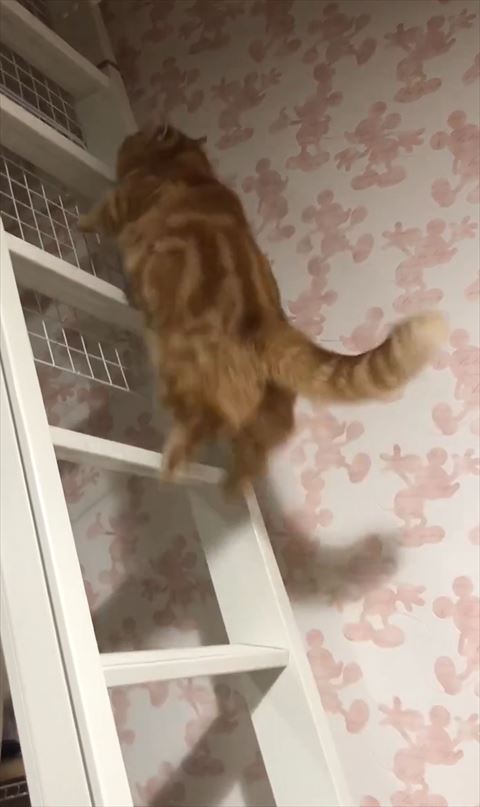 上の方へ飛ぶ猫ちゃん