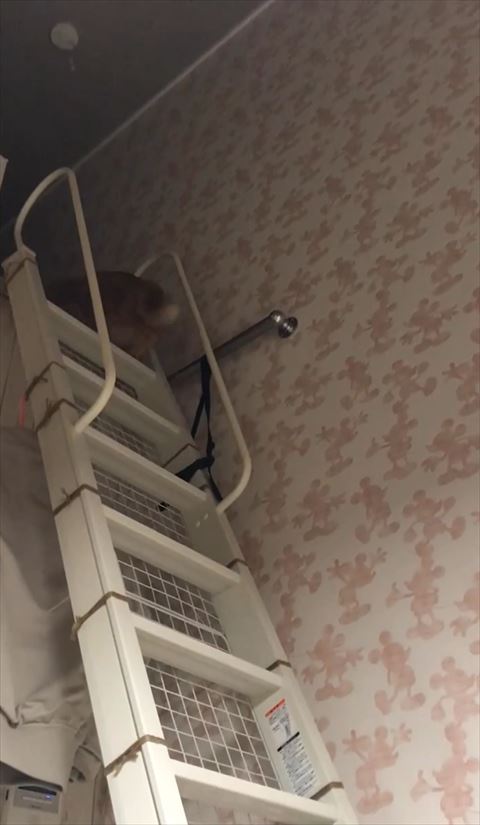 ロフトについた猫ちゃん