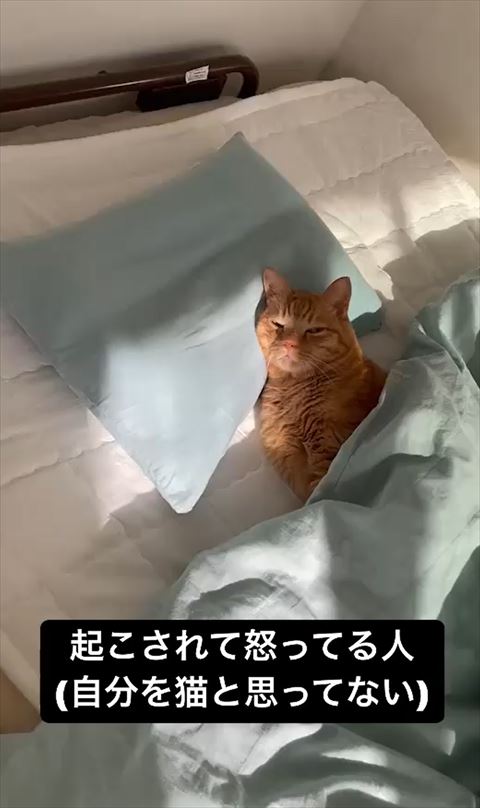 寝てる猫遠くから