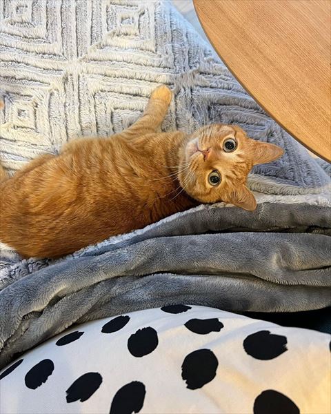 振り返る猫ちゃん