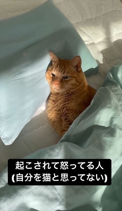 横たわりながら前を見てる猫