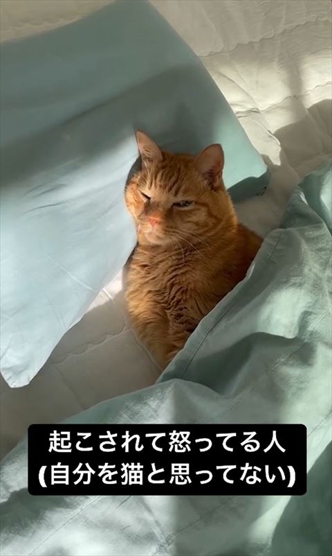 片目あけてる猫ちゃん